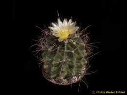 Ferocactus hamatacanthus